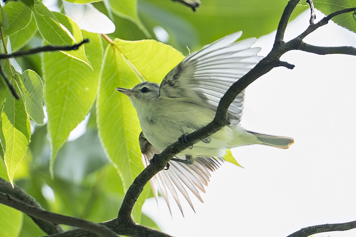 sangvireo - ML637168421