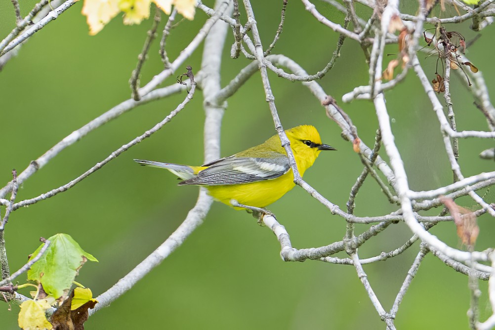 blåvingeparula - ML637168429