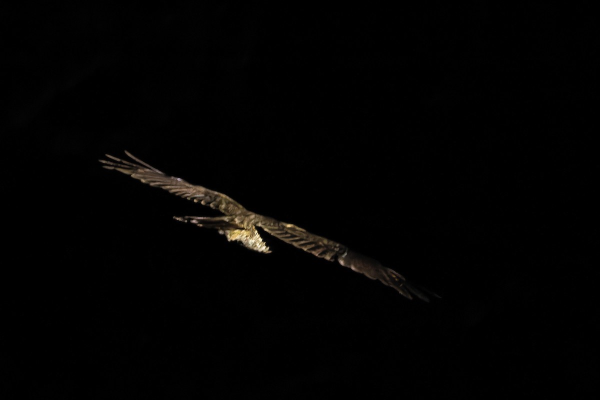Tawny-collared Nightjar - ML637168432