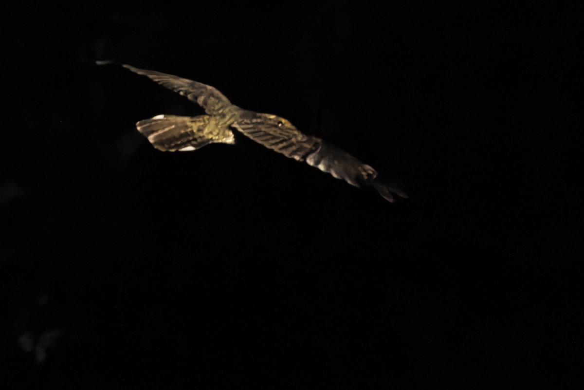 Tawny-collared Nightjar - ML637168433