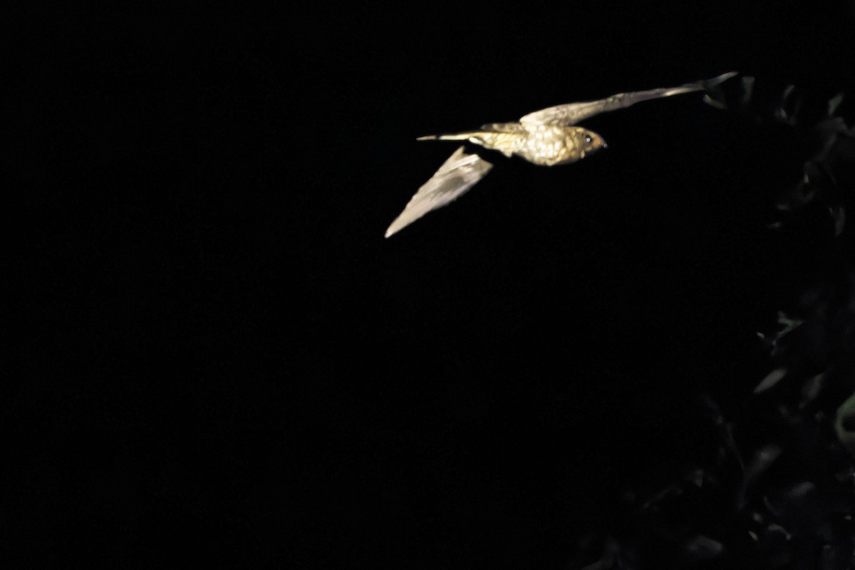 Tawny-collared Nightjar - ML637168434