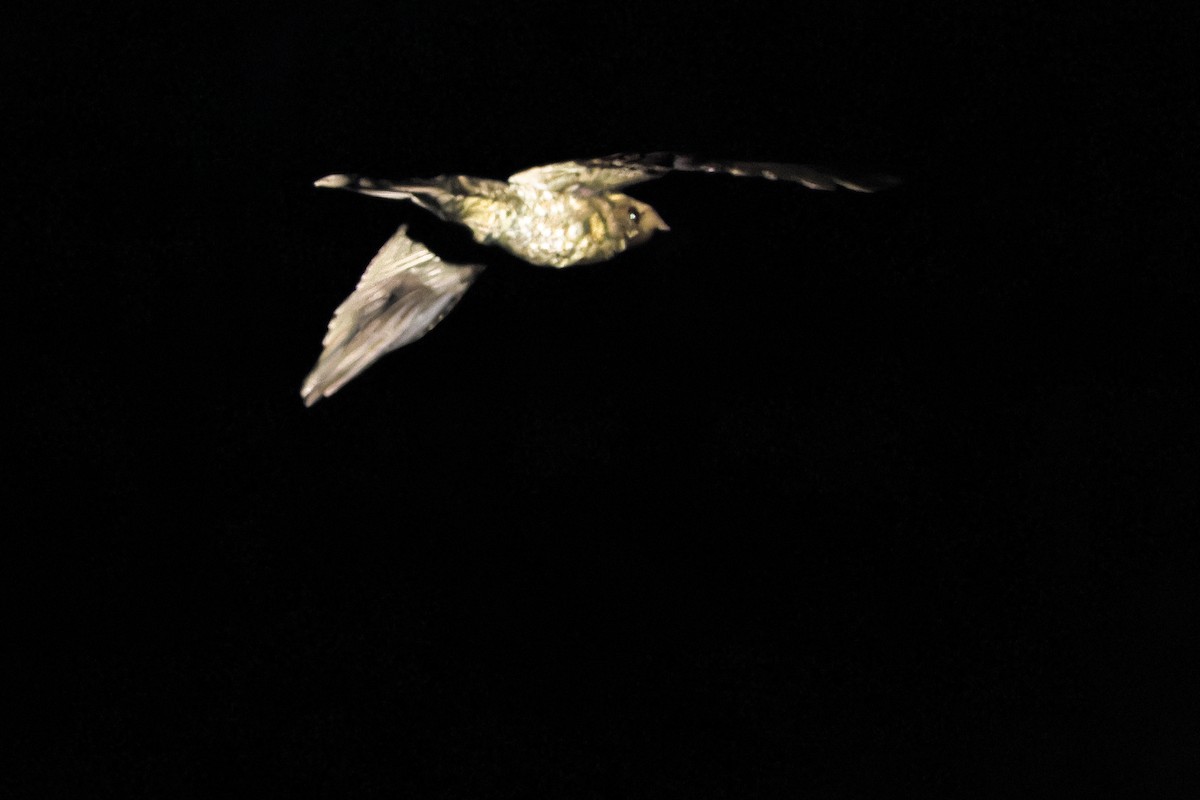 Tawny-collared Nightjar - ML637168435