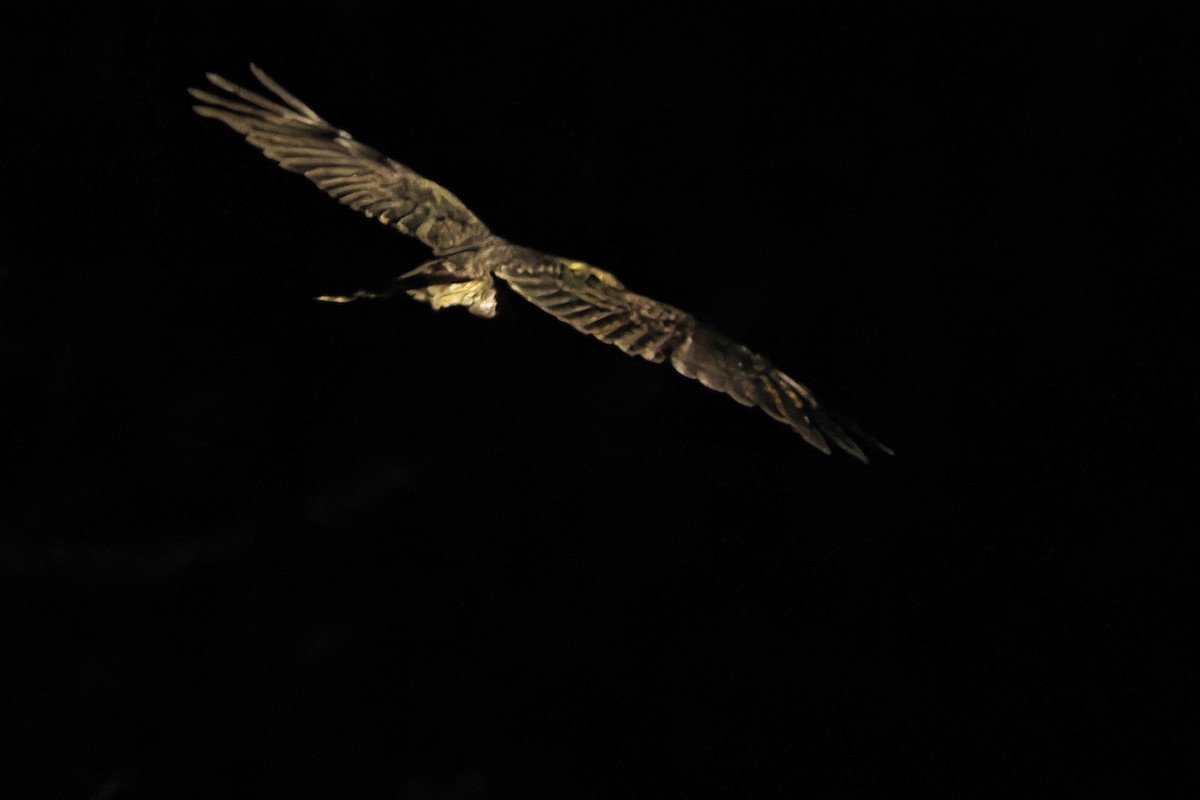 Tawny-collared Nightjar - ML637168437