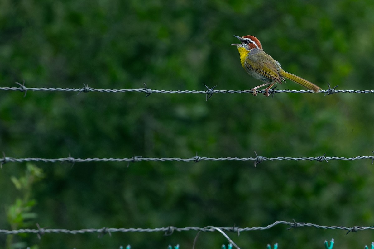 Rufous-capped Warbler (rufifrons Group) - ML637168442