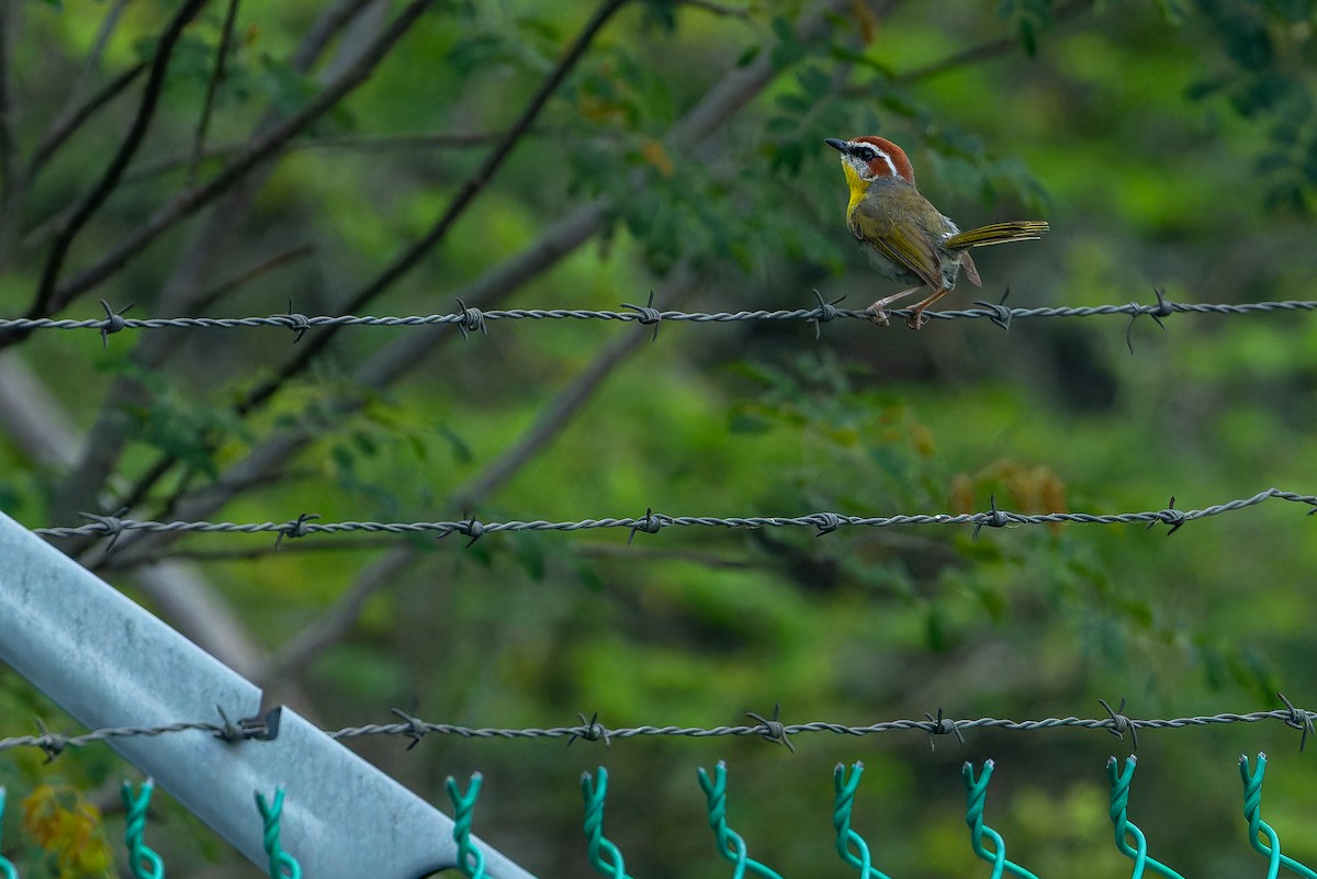 Rufous-capped Warbler (rufifrons Group) - ML637168443