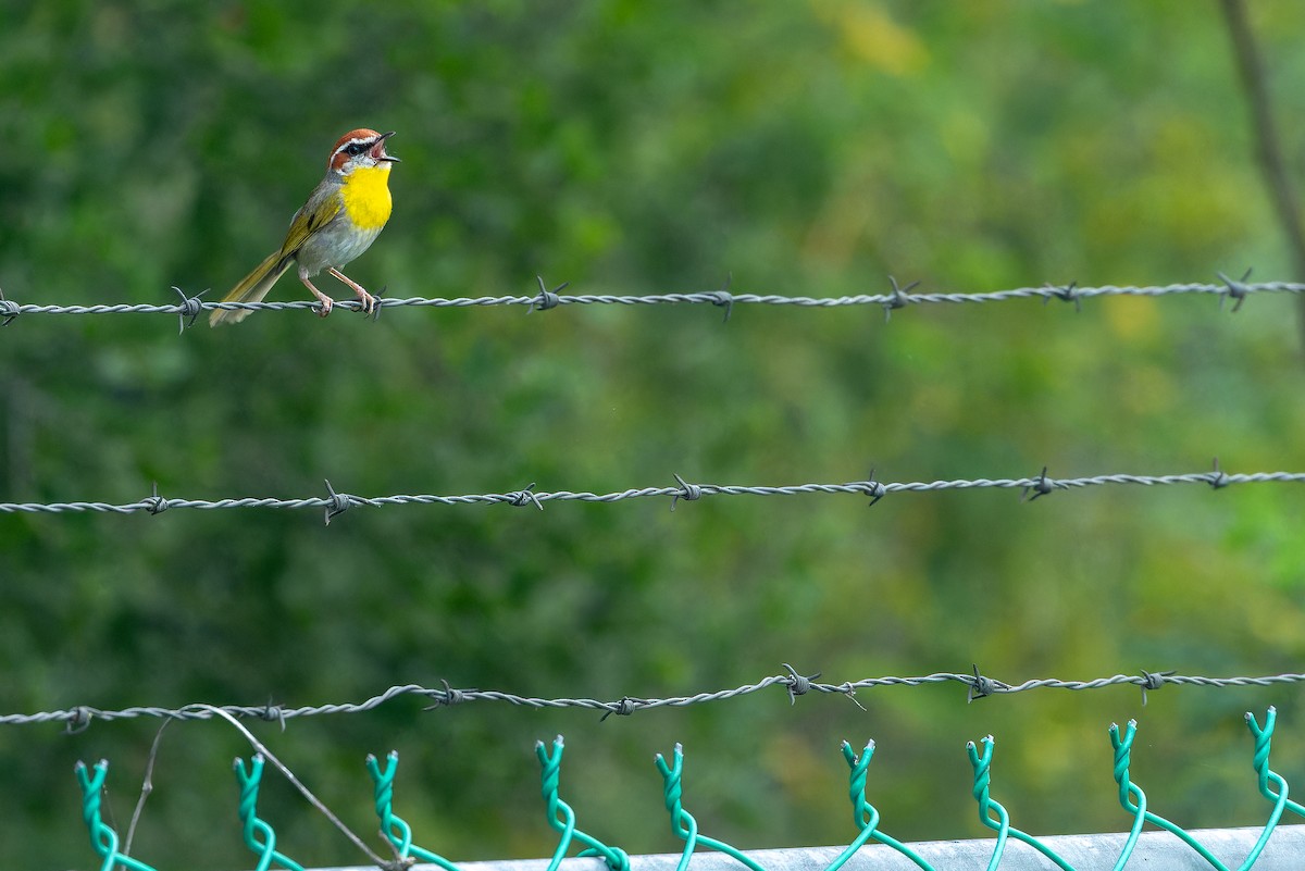 Rufous-capped Warbler (rufifrons Group) - ML637168444