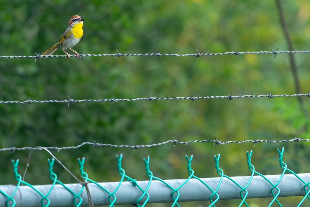 Rufous-capped Warbler (rufifrons Group) - ML637168445