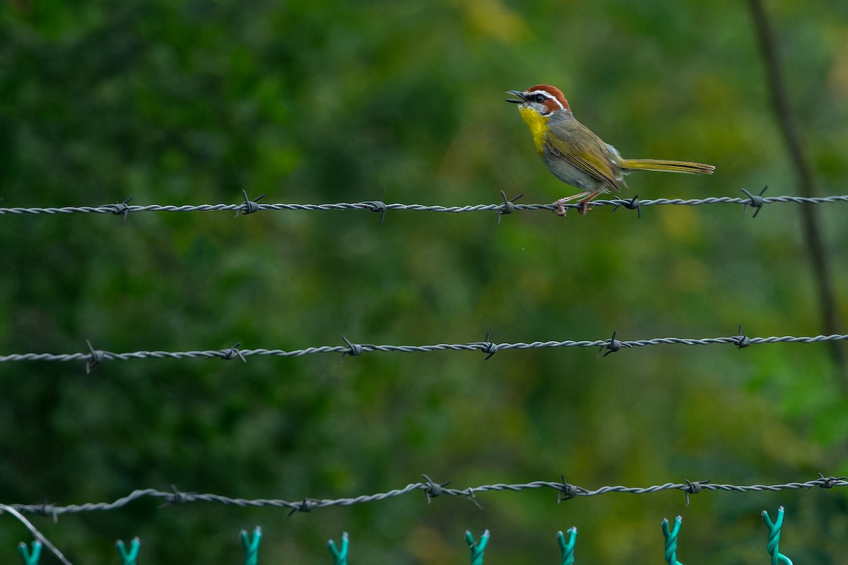 Rufous-capped Warbler (rufifrons Group) - ML637168446