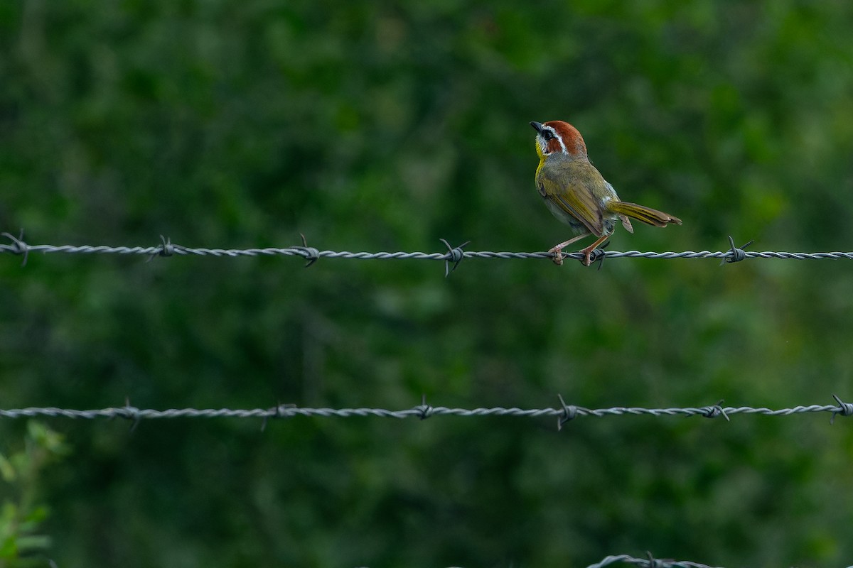 Rufous-capped Warbler (rufifrons Group) - ML637168447