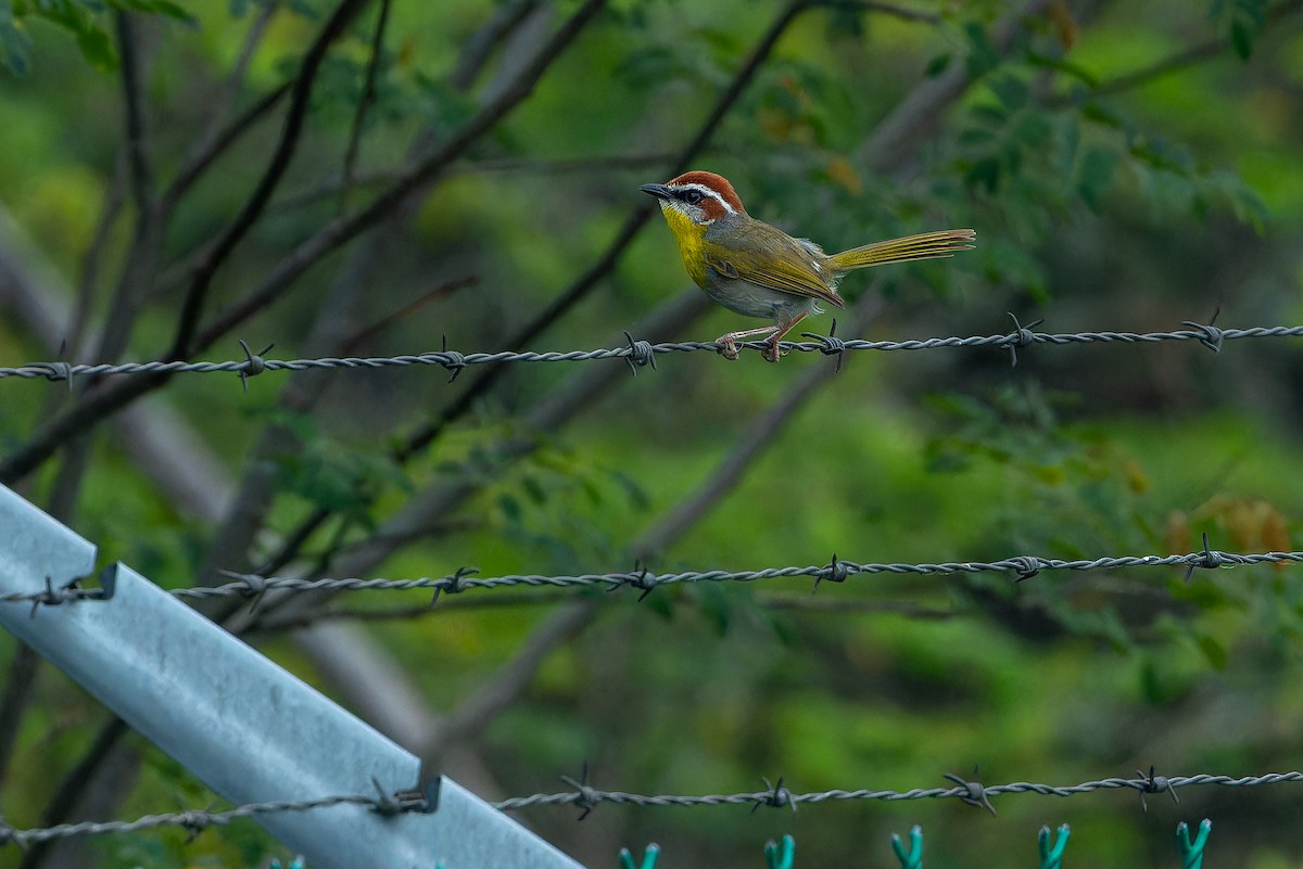 Rufous-capped Warbler (rufifrons Group) - ML637168448