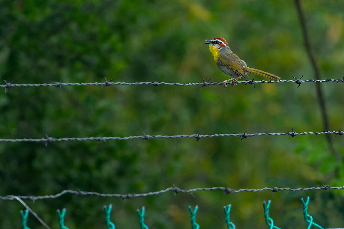 Rufous-capped Warbler (rufifrons Group) - ML637168449
