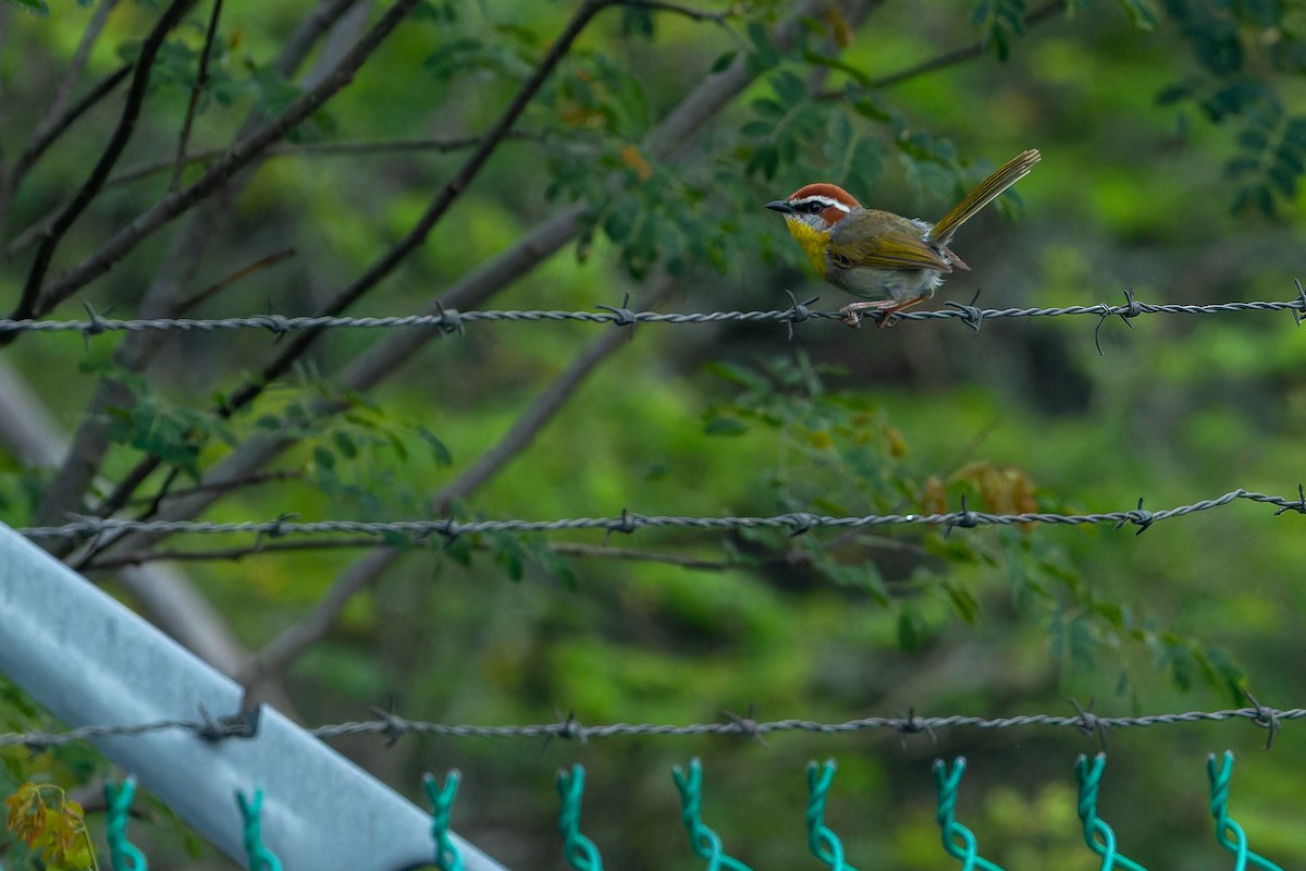 Rufous-capped Warbler (rufifrons Group) - ML637168450