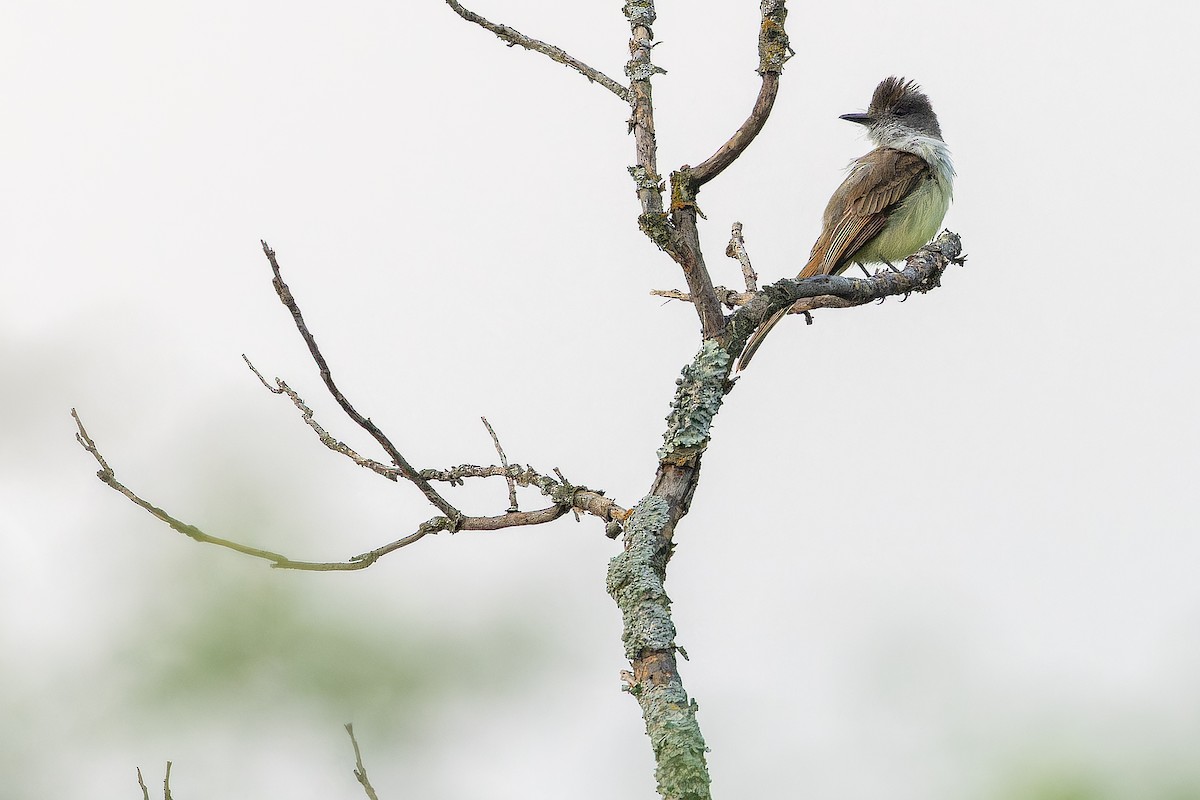 Dusky-capped Flycatcher (lawrenceii Group) - ML637168513