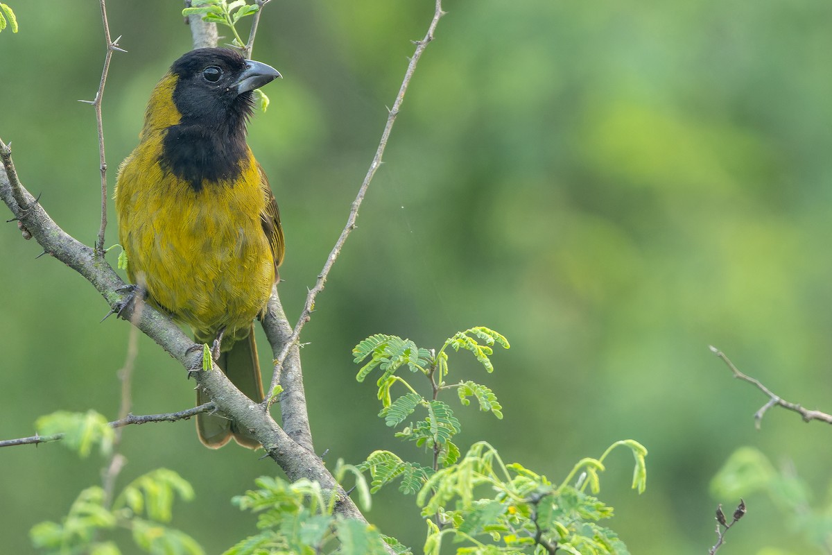 Crimson-collared Grosbeak - ML637168569