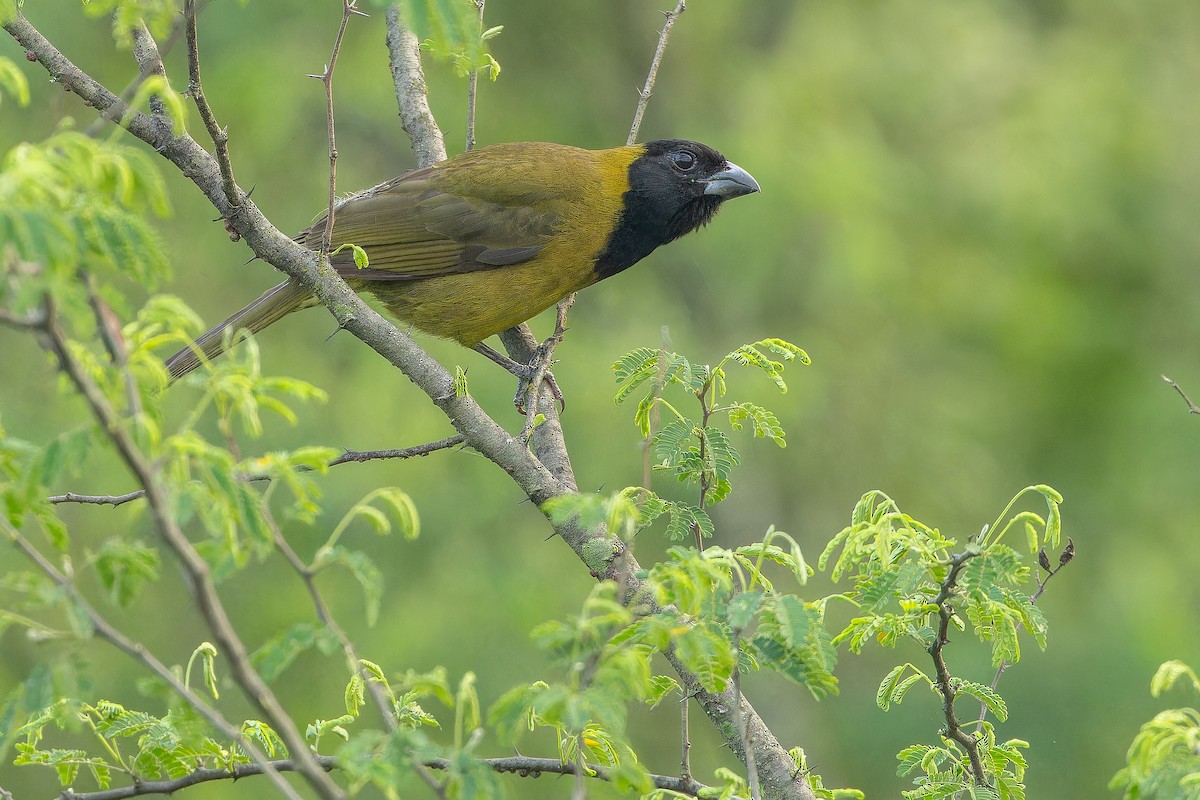 Crimson-collared Grosbeak - ML637168570