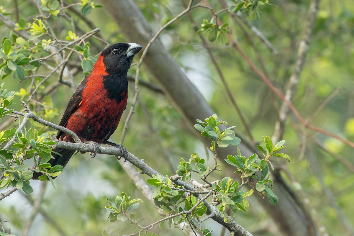Crimson-collared Grosbeak - ML637168571