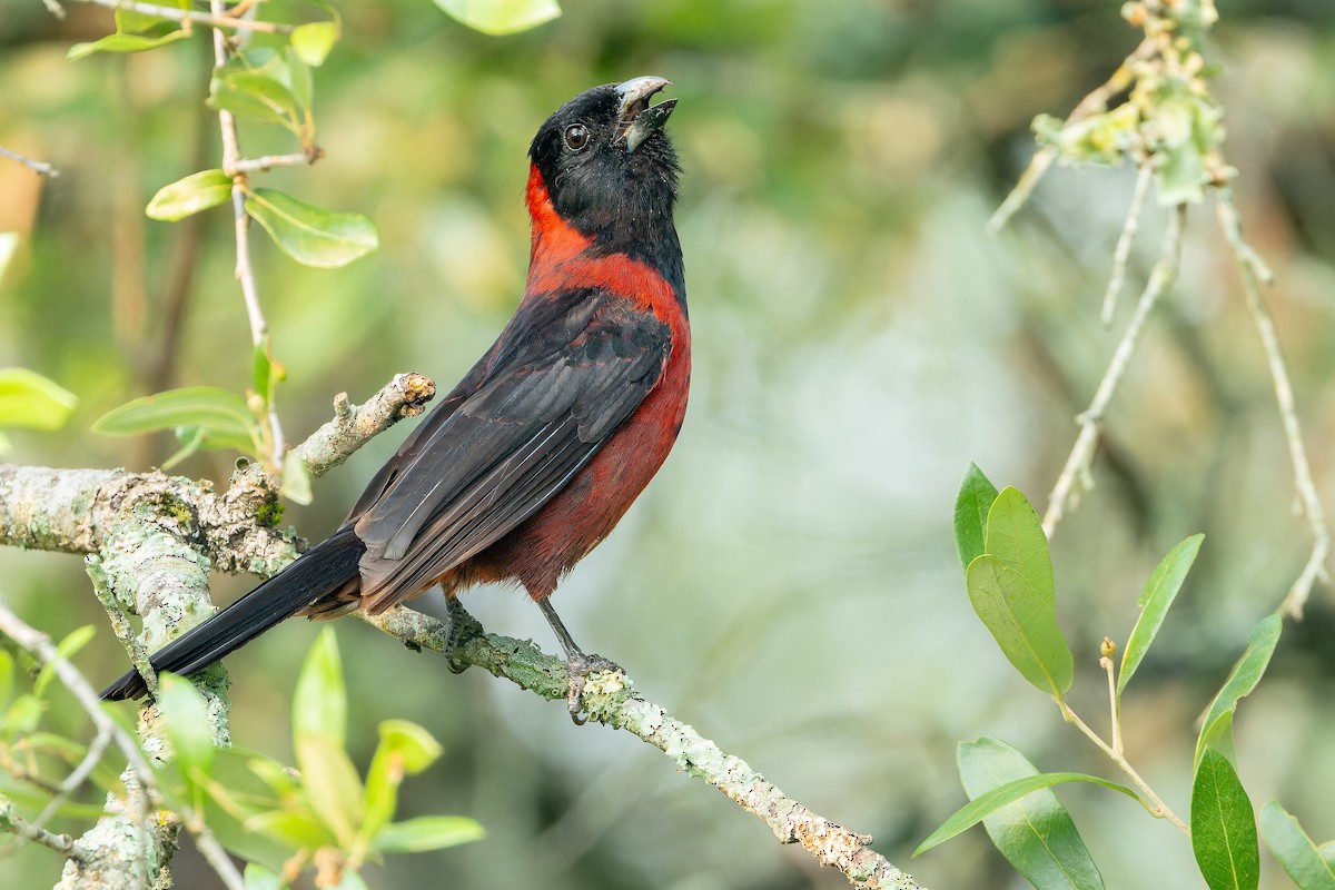 Crimson-collared Grosbeak - ML637168572