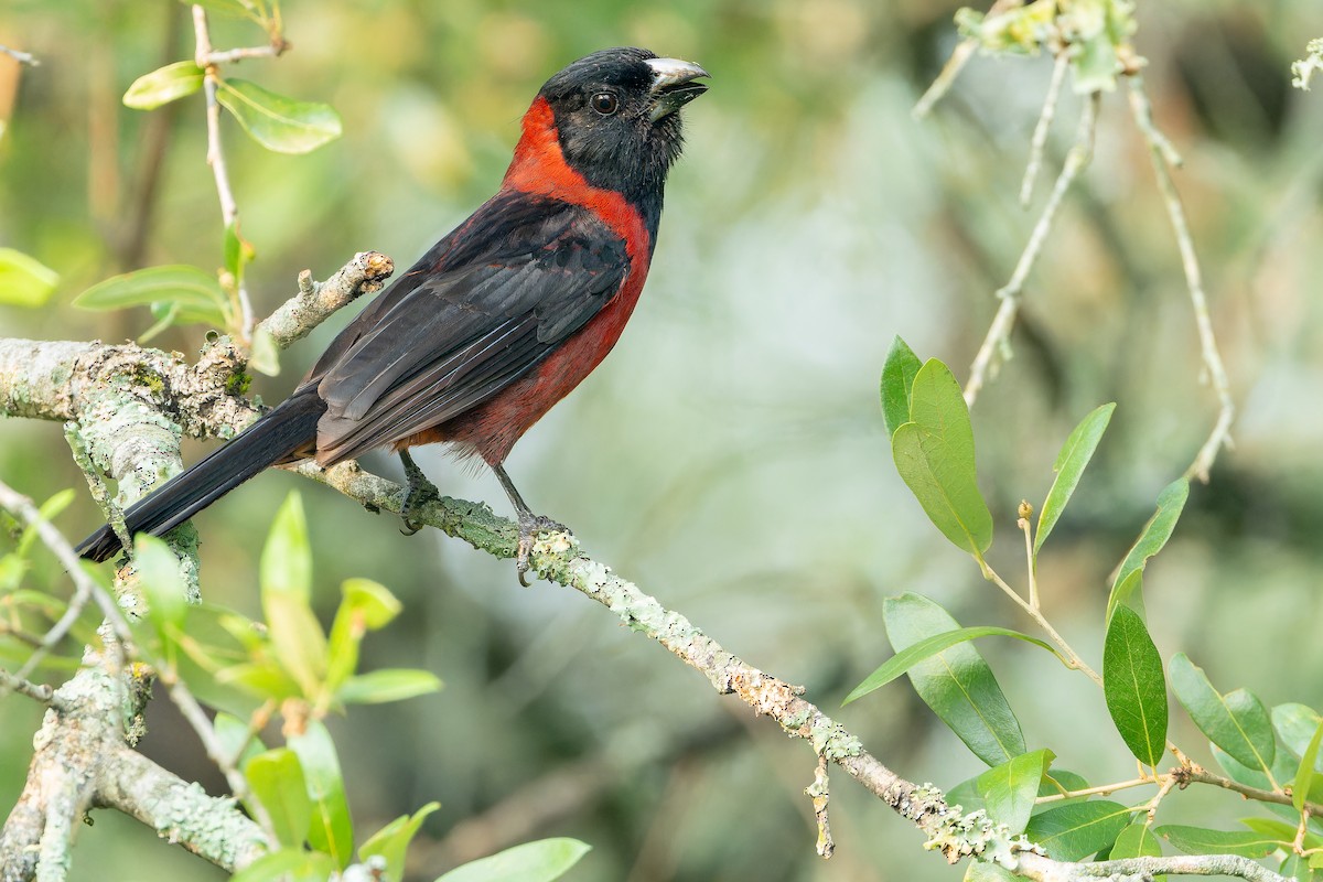 Crimson-collared Grosbeak - ML637168573