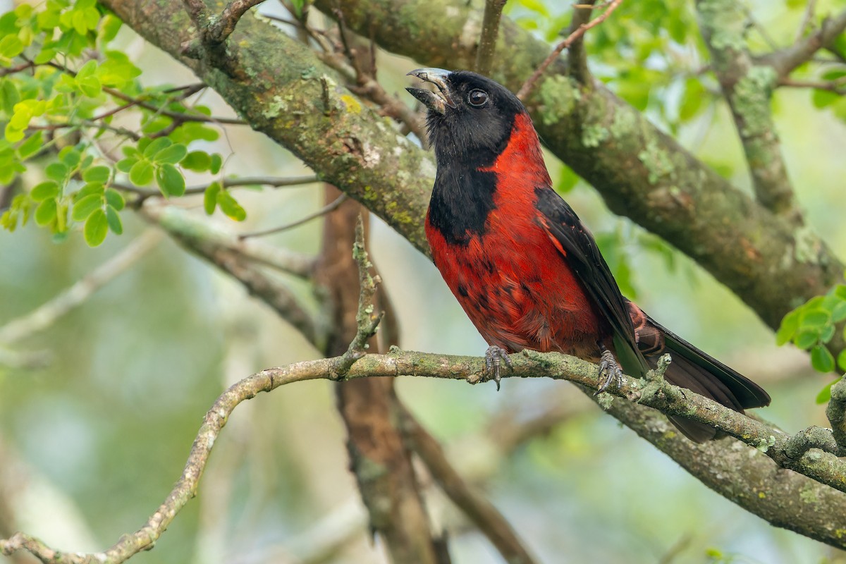 Crimson-collared Grosbeak - ML637168575