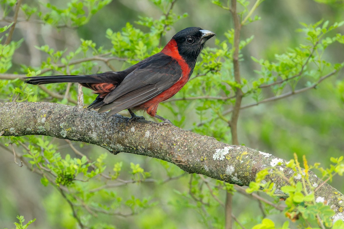 Crimson-collared Grosbeak - ML637168579