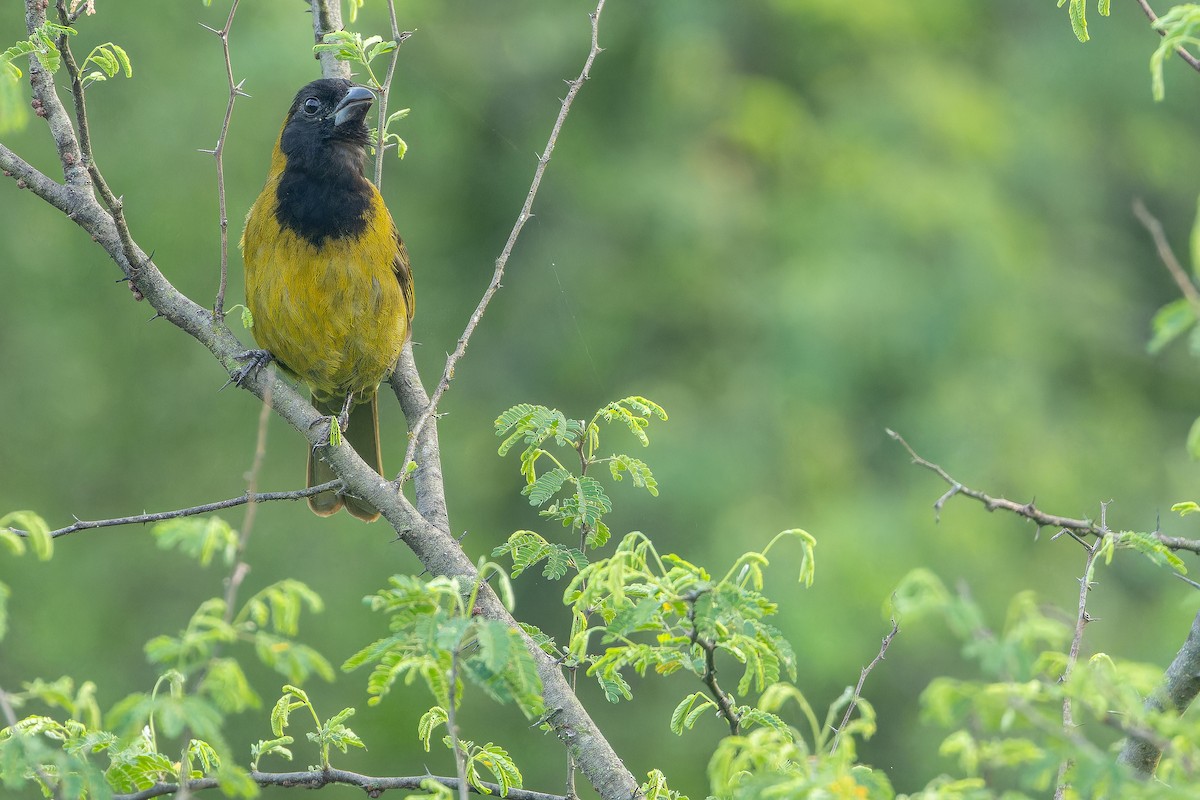 Crimson-collared Grosbeak - ML637168580