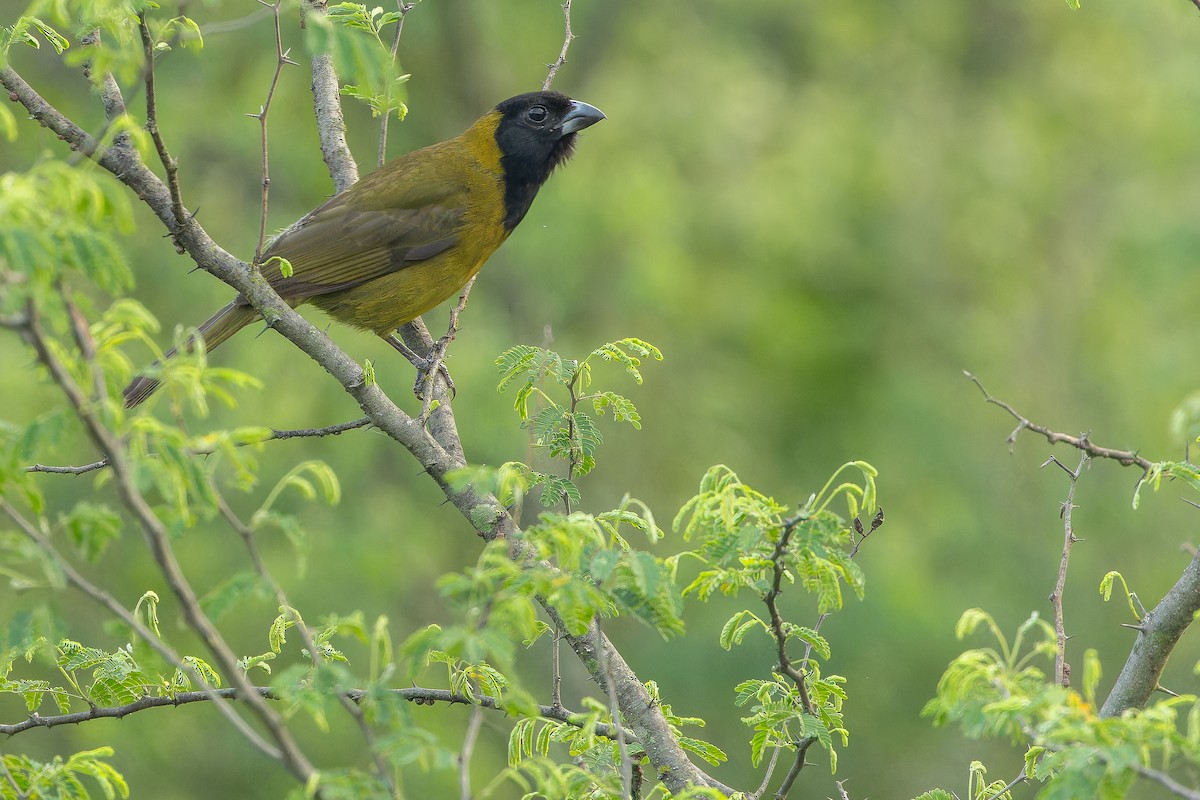 Crimson-collared Grosbeak - ML637168581