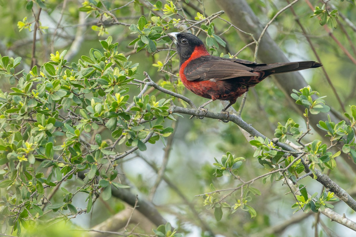 Crimson-collared Grosbeak - ML637168582
