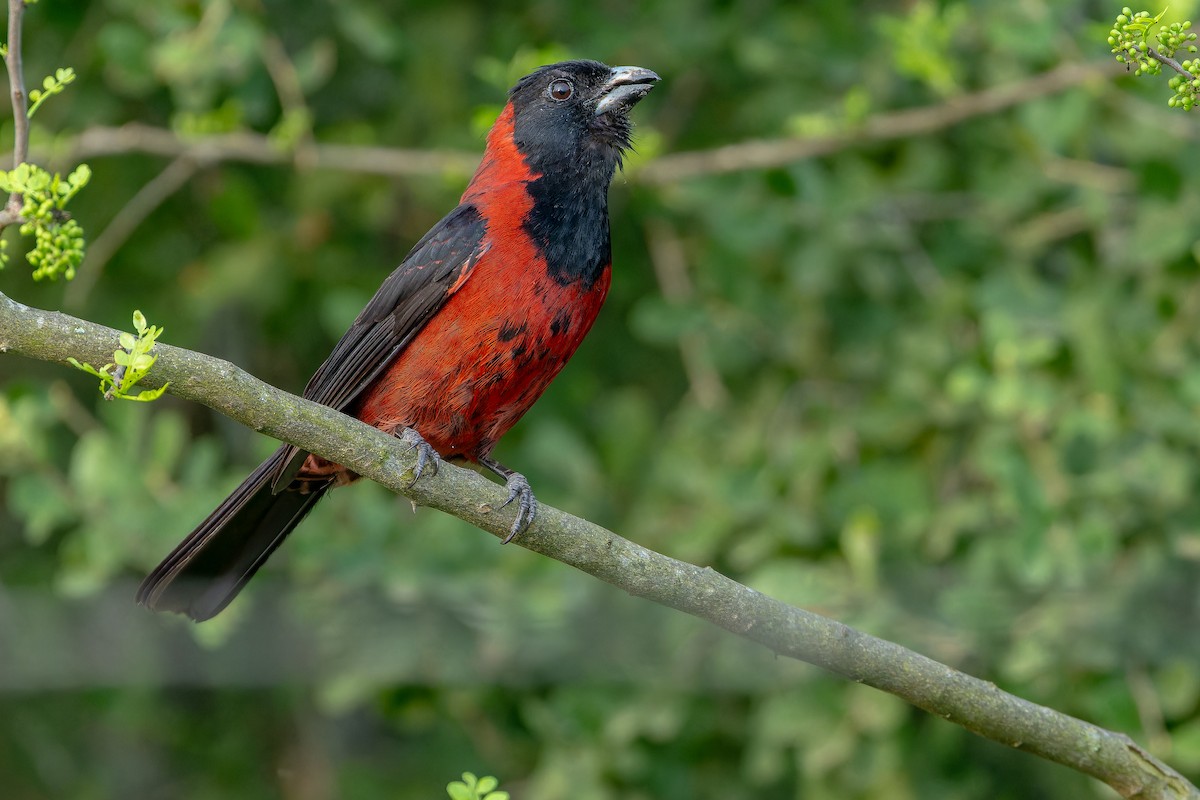 Crimson-collared Grosbeak - ML637168584