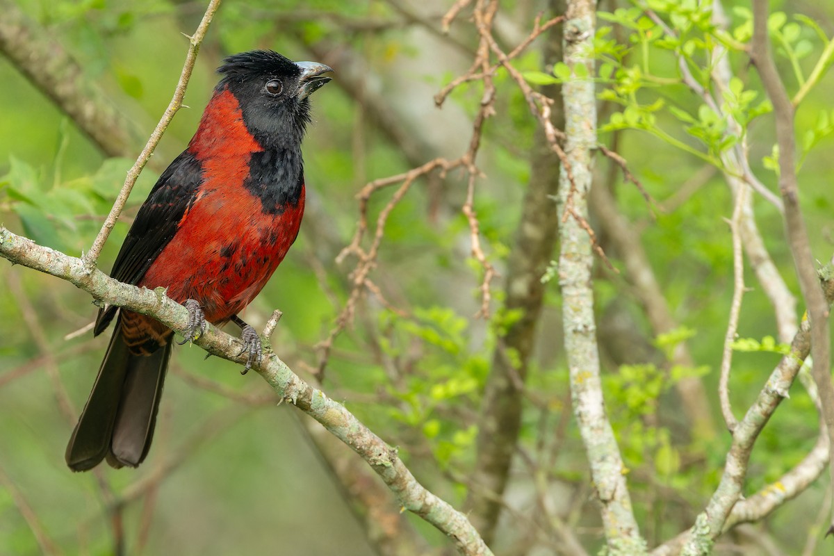 Crimson-collared Grosbeak - ML637168588