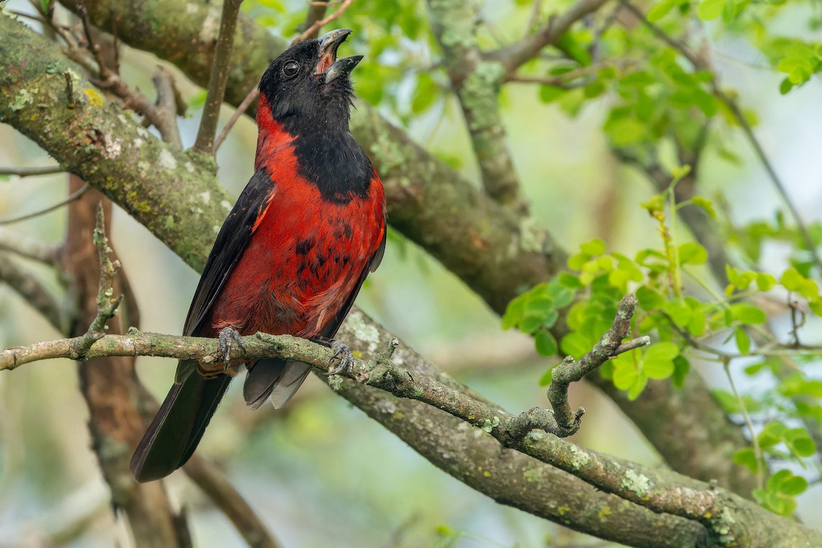 Crimson-collared Grosbeak - ML637168589