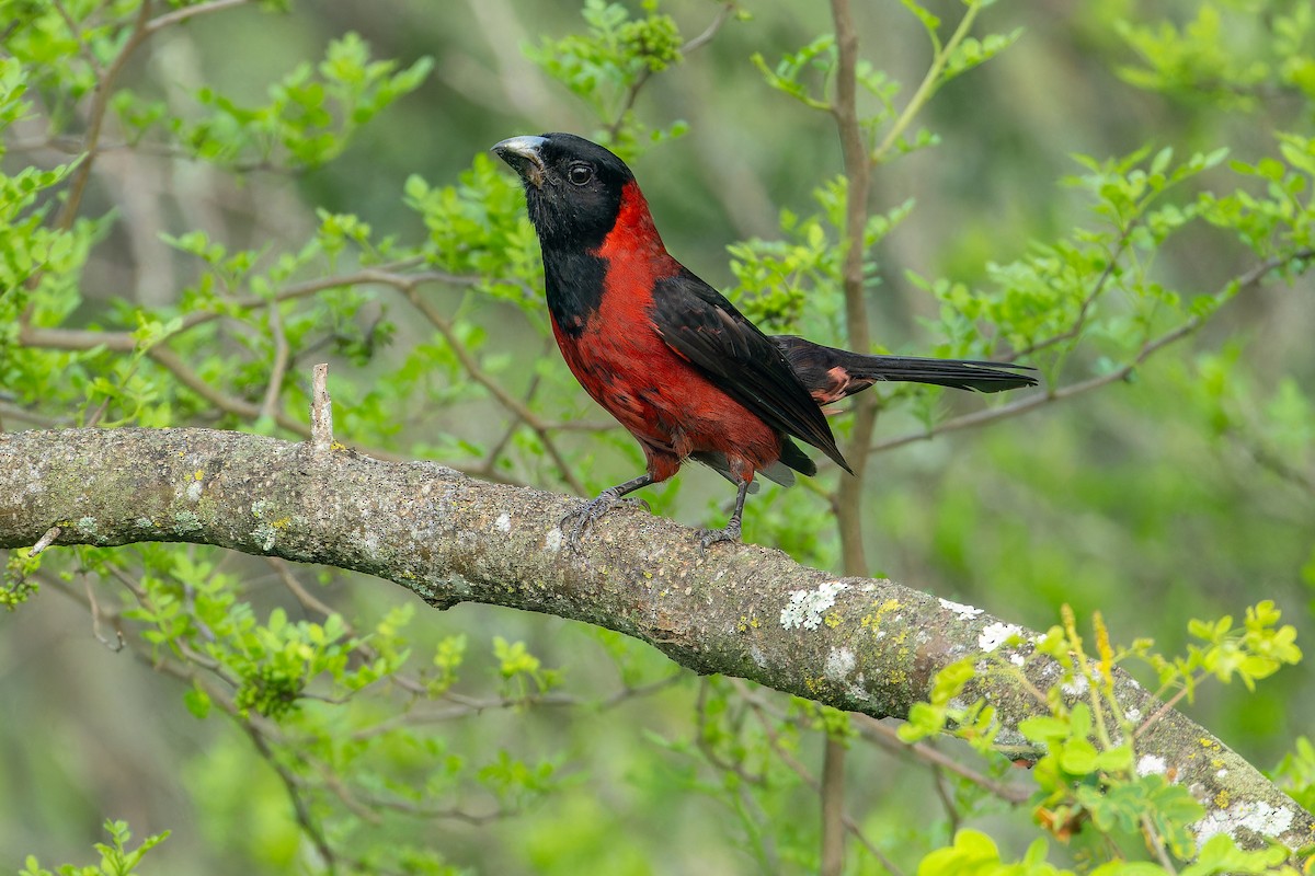 Crimson-collared Grosbeak - ML637168590