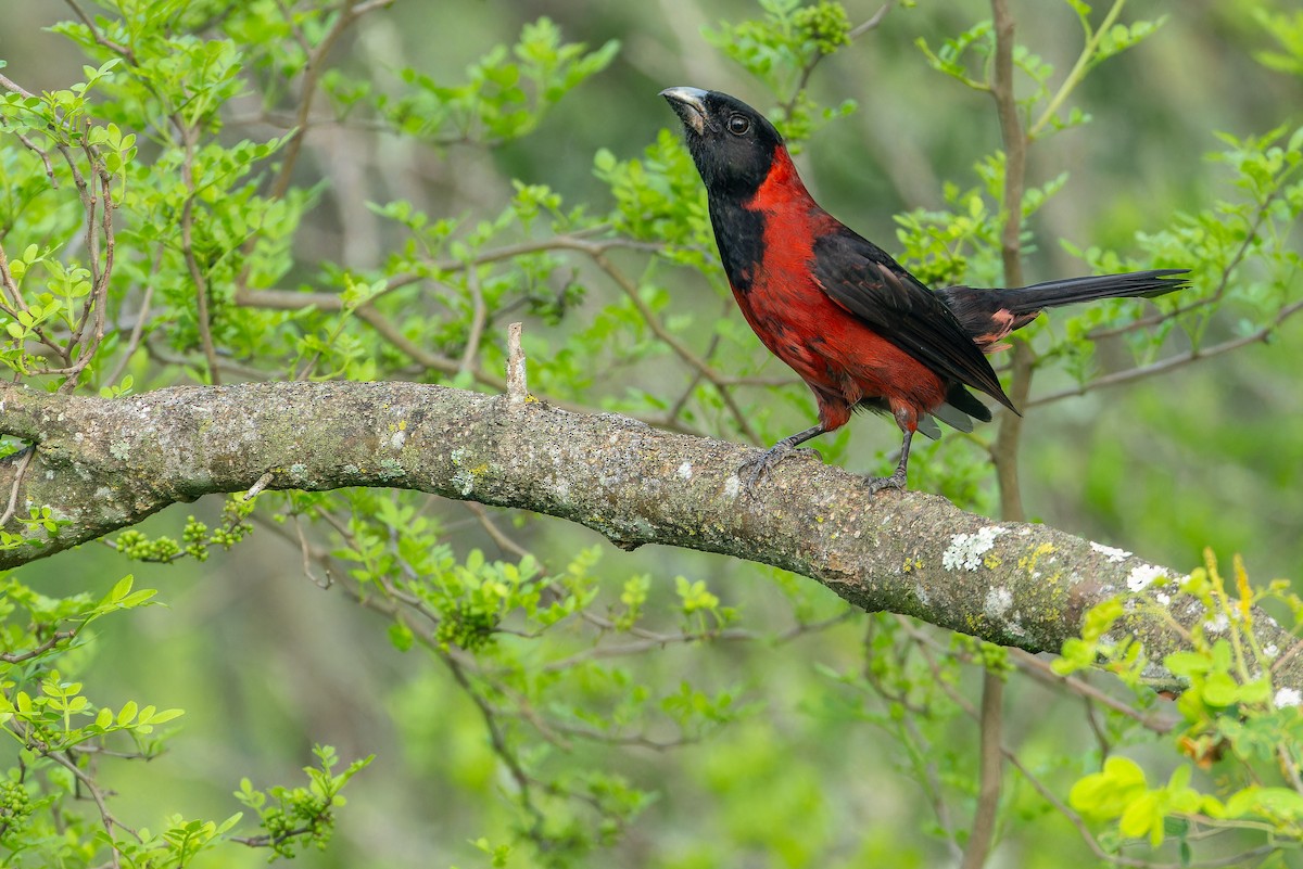 Crimson-collared Grosbeak - ML637168591