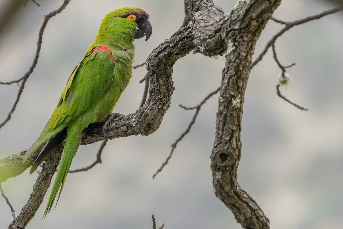 Maroon-fronted Parrot - ML637168695