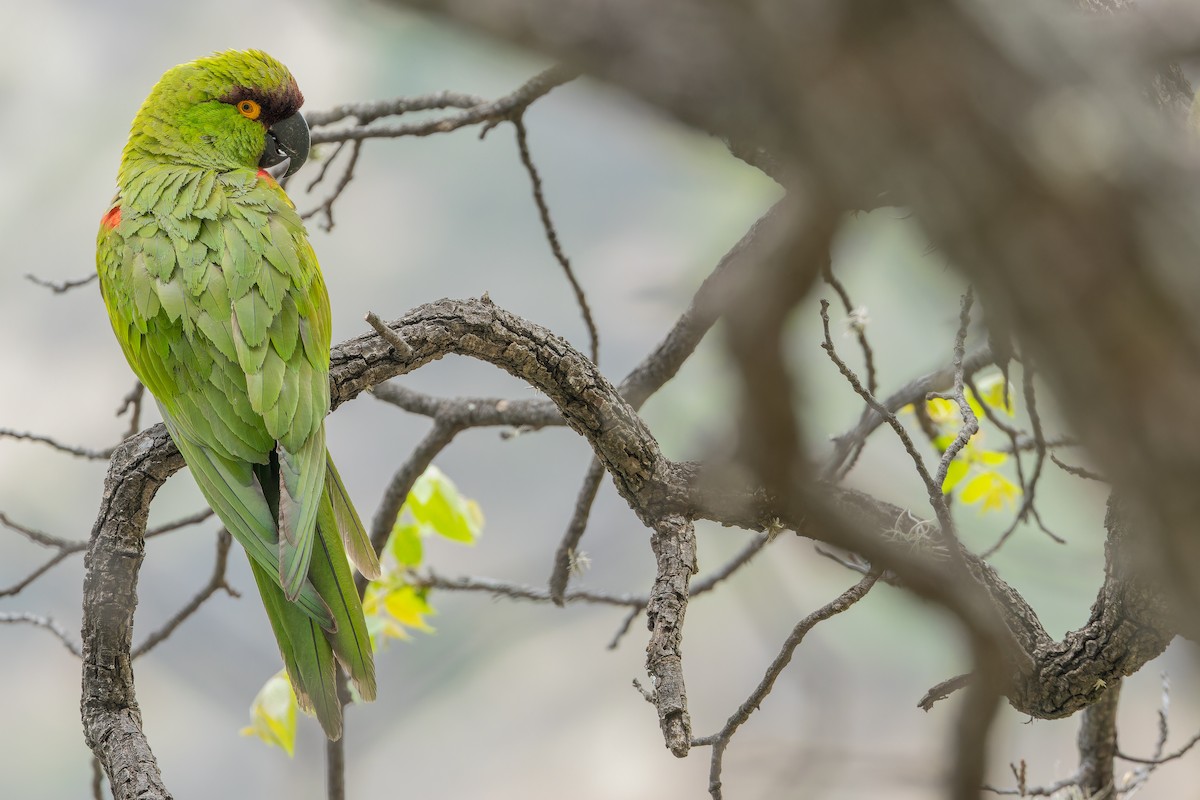 Maroon-fronted Parrot - ML637168696