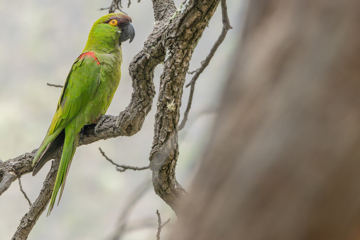 Maroon-fronted Parrot - ML637168697