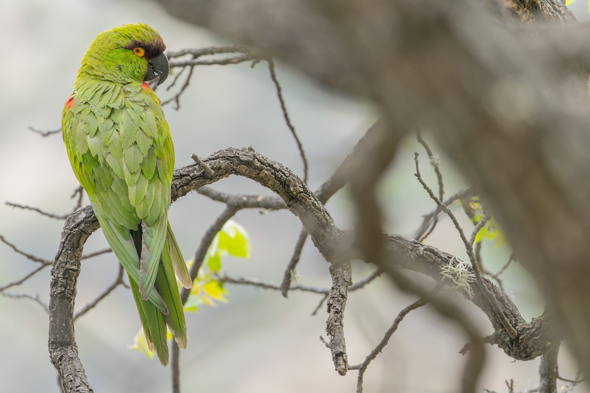 Maroon-fronted Parrot - ML637168698