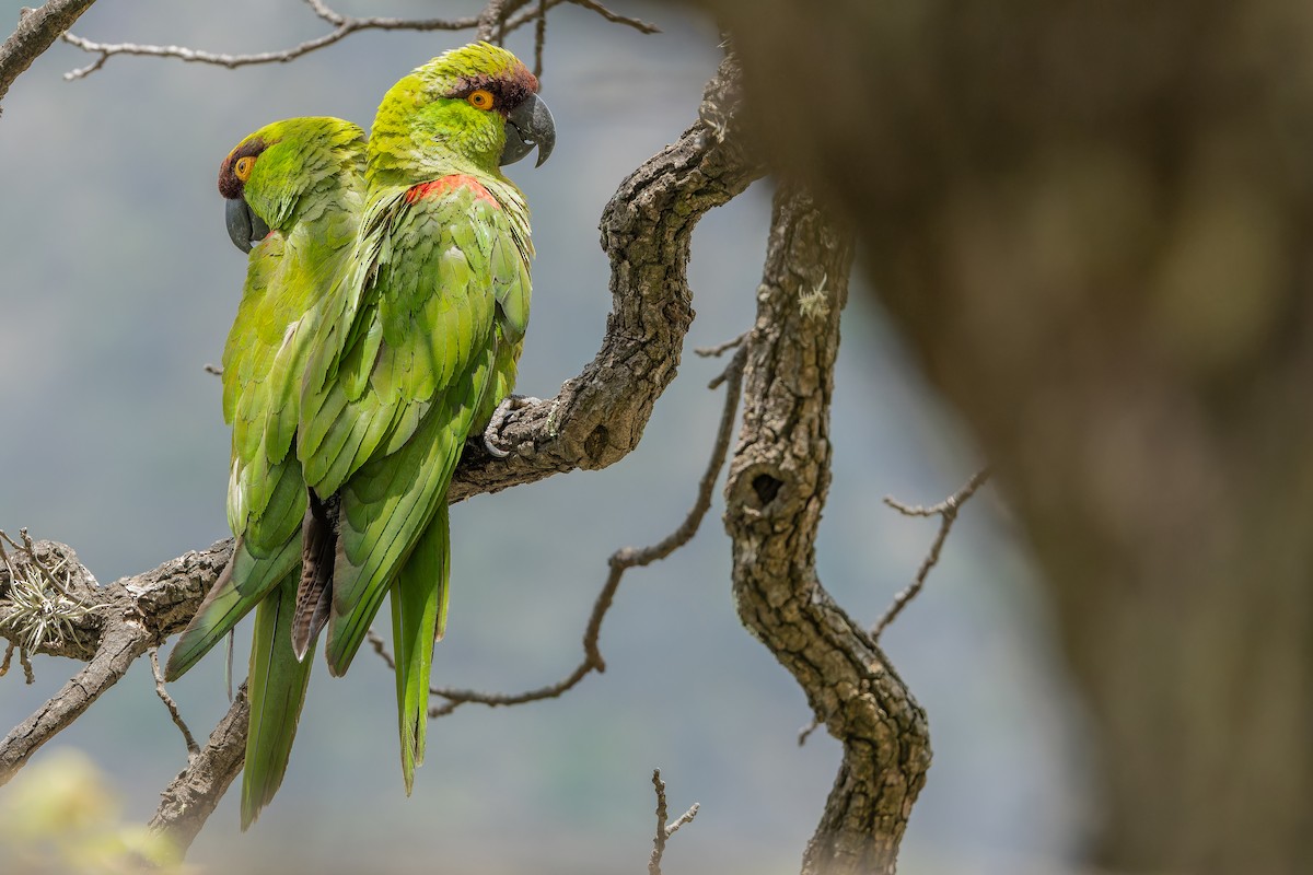 Maroon-fronted Parrot - ML637168700