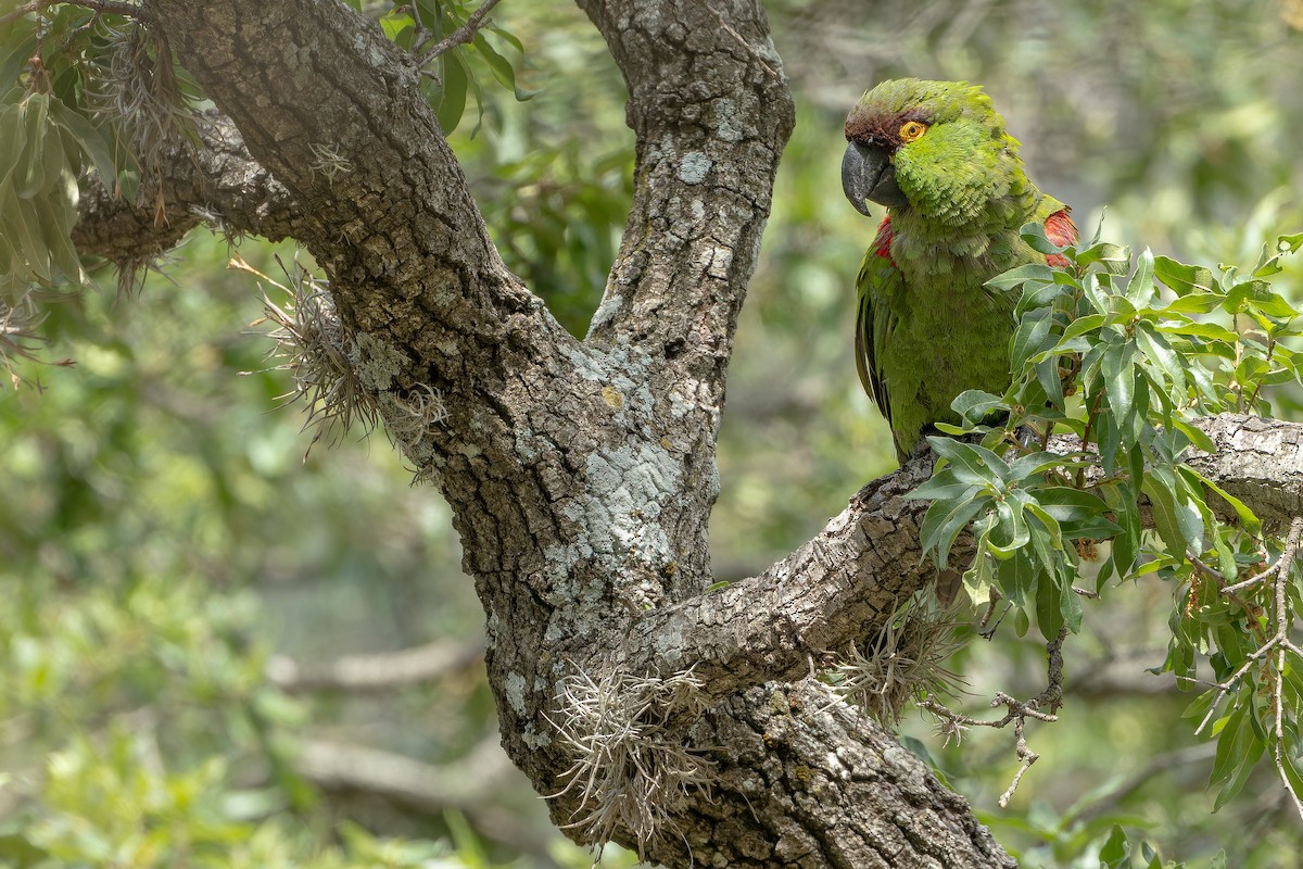 Maroon-fronted Parrot - ML637168702