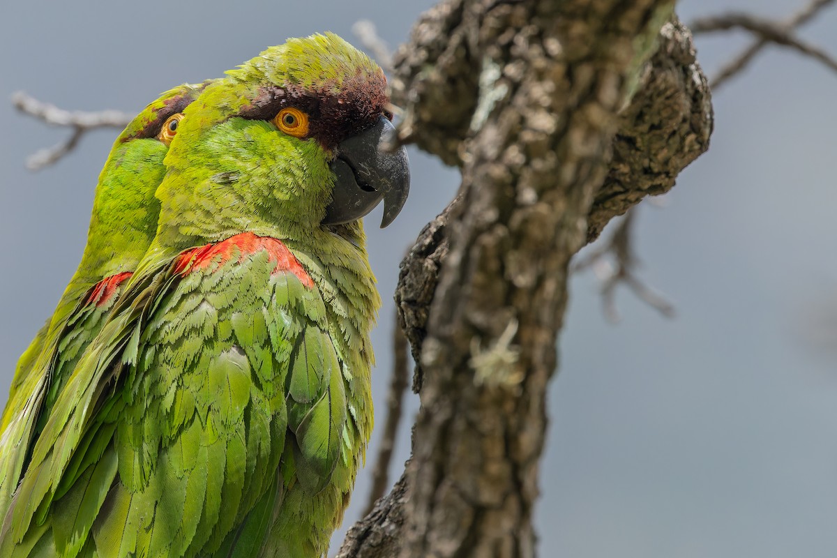 Maroon-fronted Parrot - ML637168703