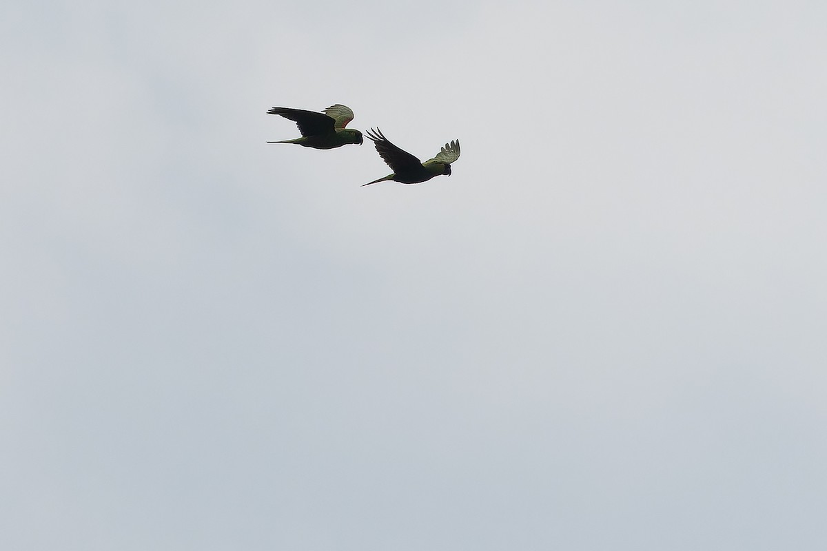 Maroon-fronted Parrot - ML637168723