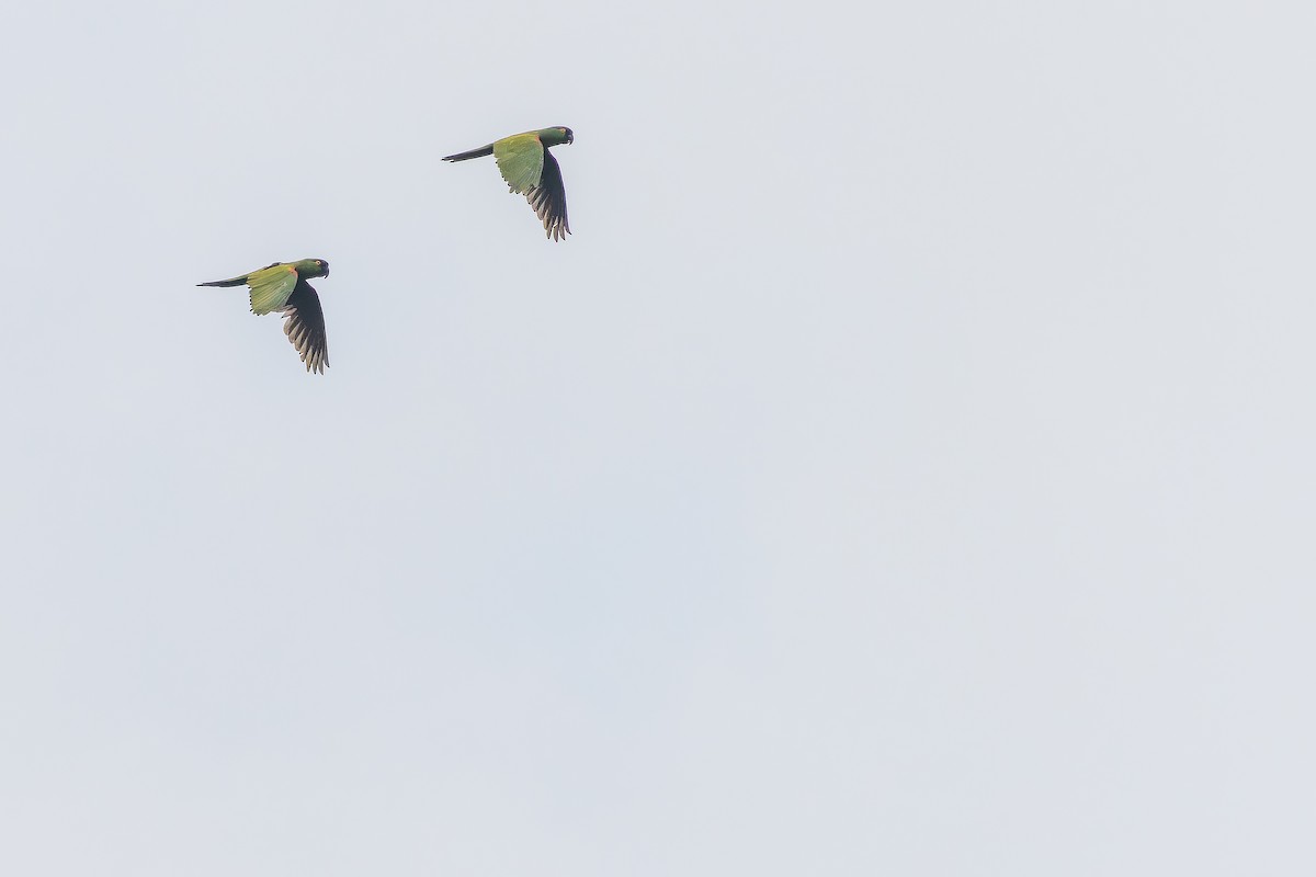 Maroon-fronted Parrot - ML637168725