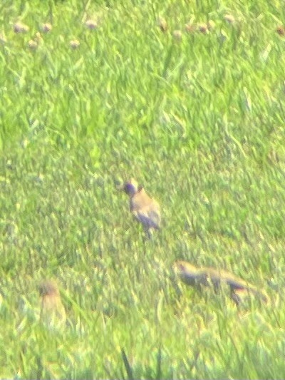 European Goldfinch - ML637168729