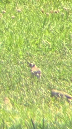 European Goldfinch - ML637168730