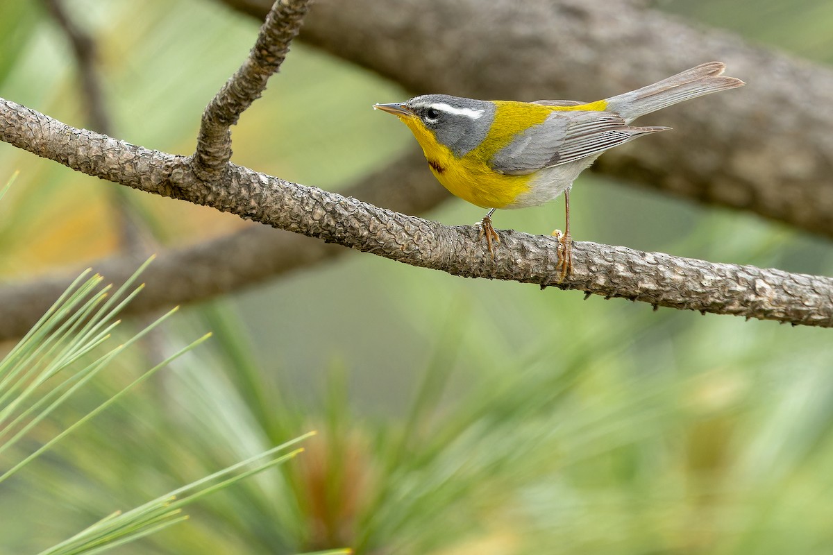 Crescent-chested Warbler - ML637168737