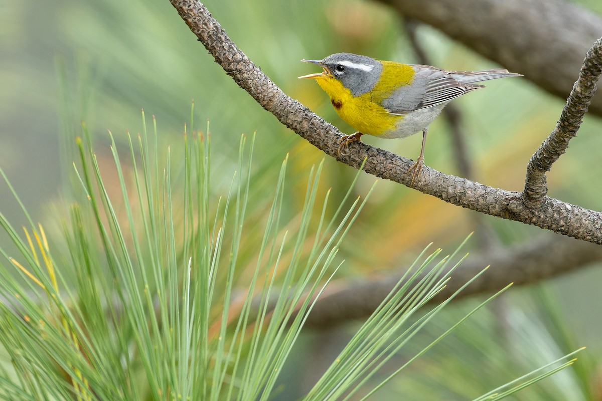 Crescent-chested Warbler - ML637168738