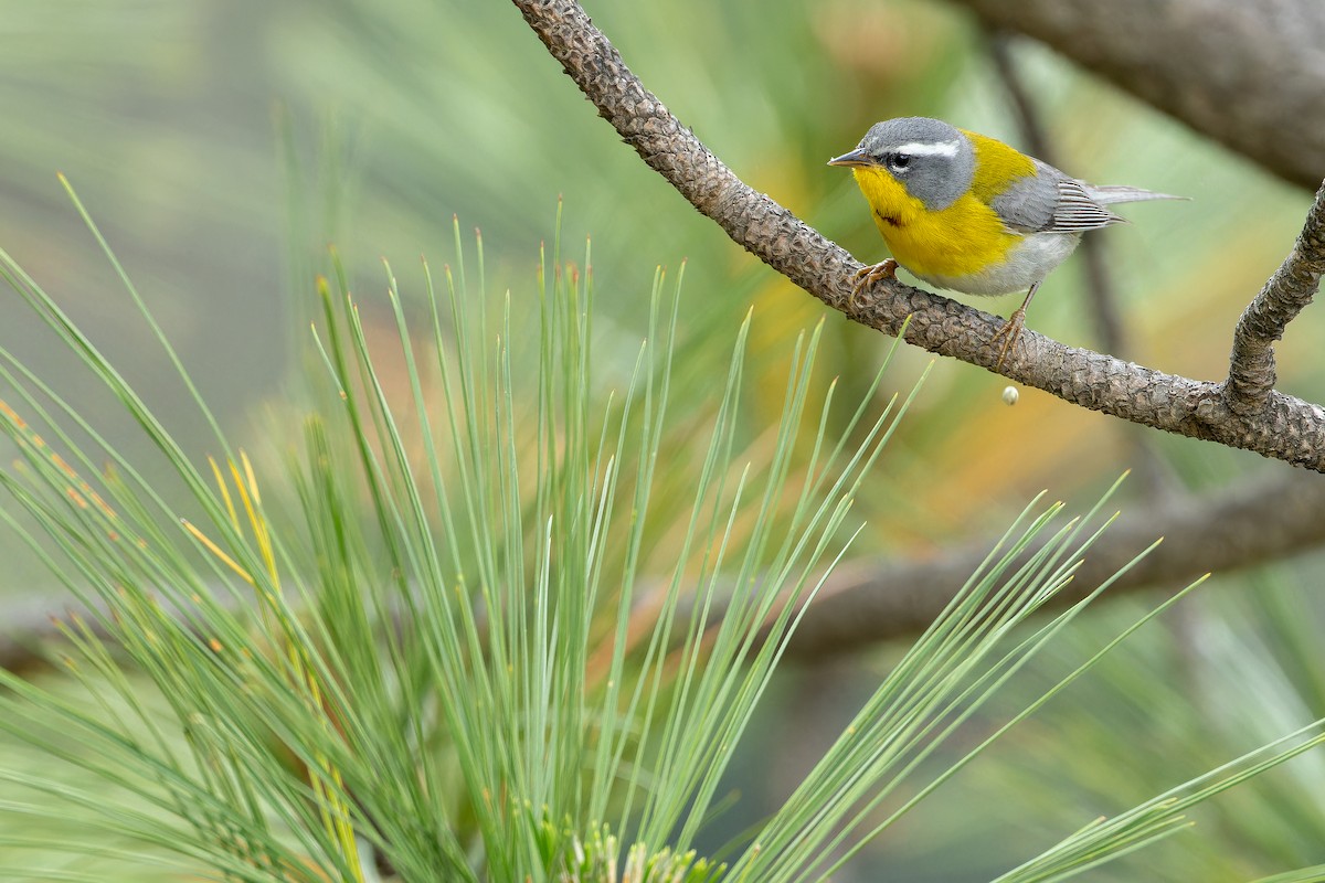 Crescent-chested Warbler - ML637168739