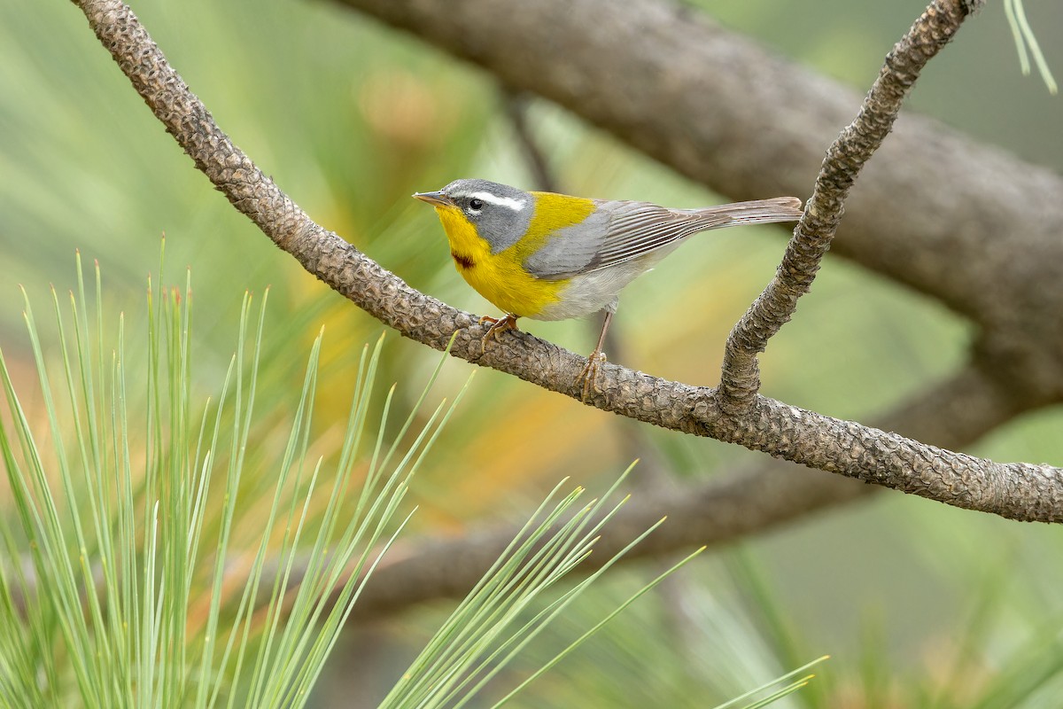 Crescent-chested Warbler - ML637168740