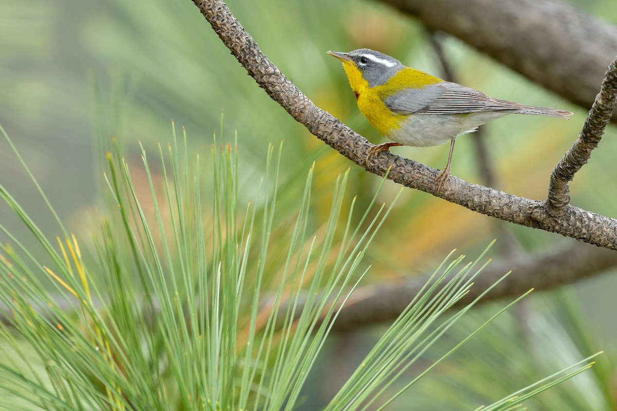 Crescent-chested Warbler - ML637168741