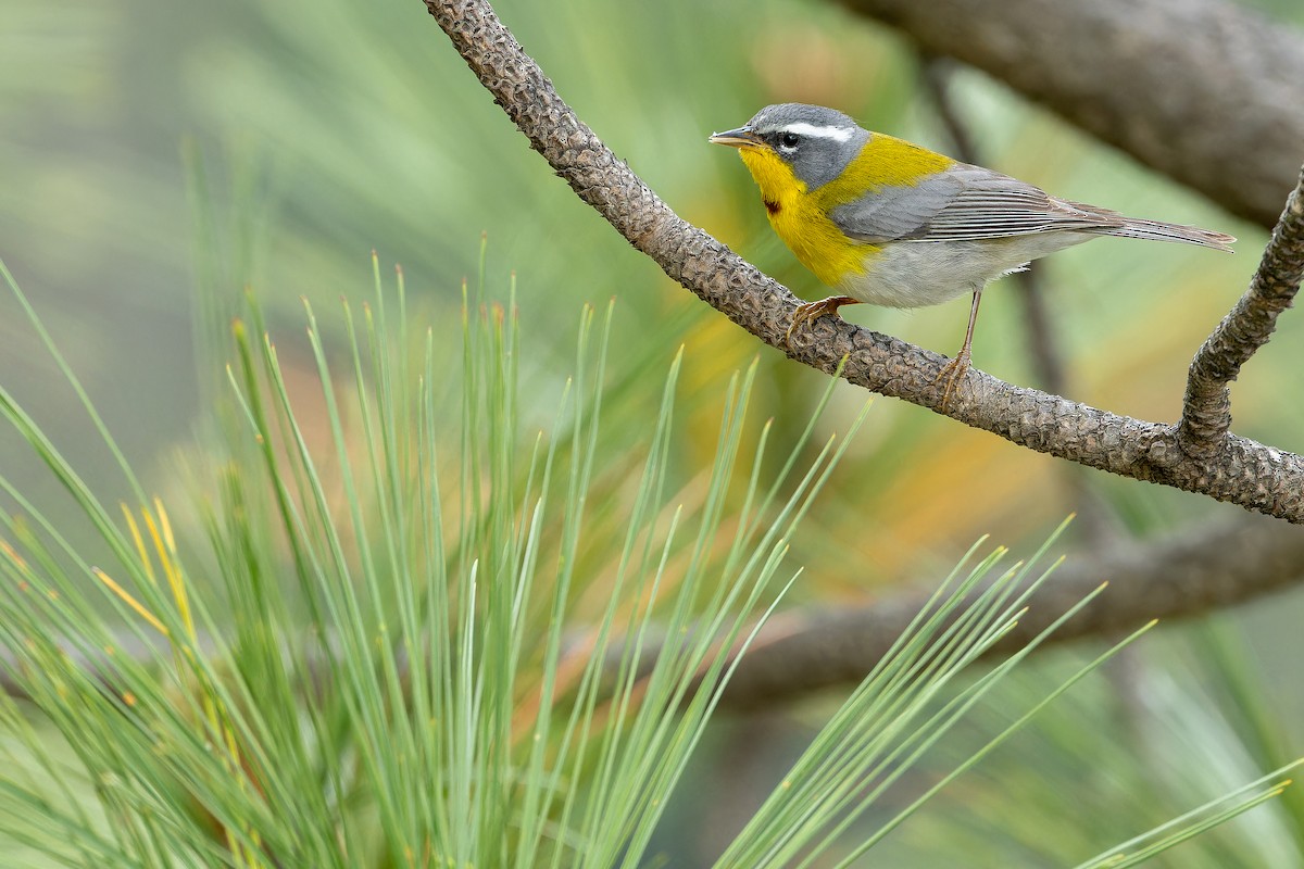 Crescent-chested Warbler - ML637168742