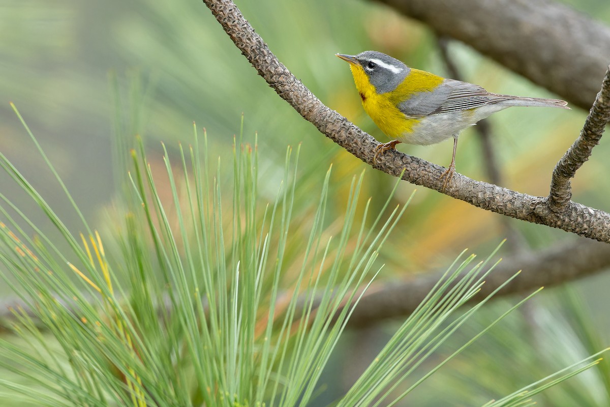 Crescent-chested Warbler - ML637168744